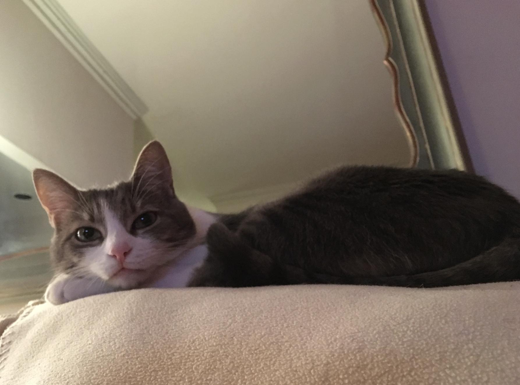 Winnie *courtesy post* , a ADOPTABLE Domestic Short Hair in New York, NY image 3/6