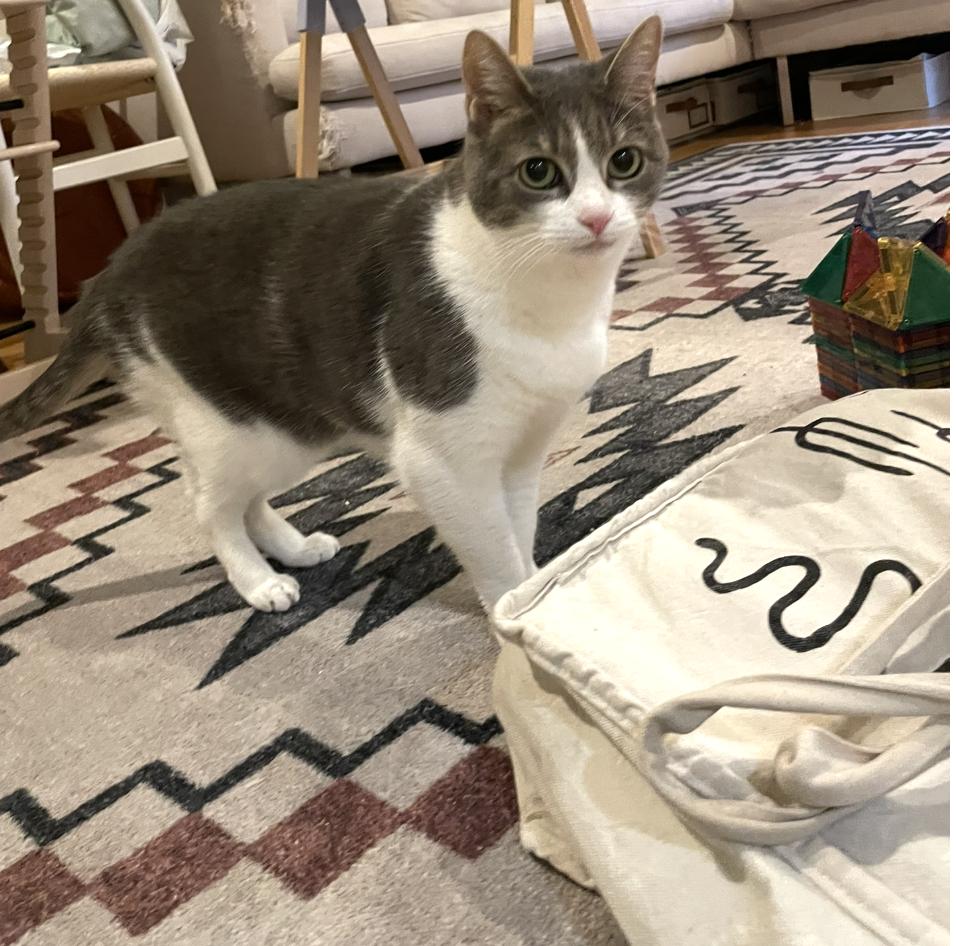 Winnie *courtesy post* , a ADOPTABLE Domestic Short Hair in New York, NY image 4/6