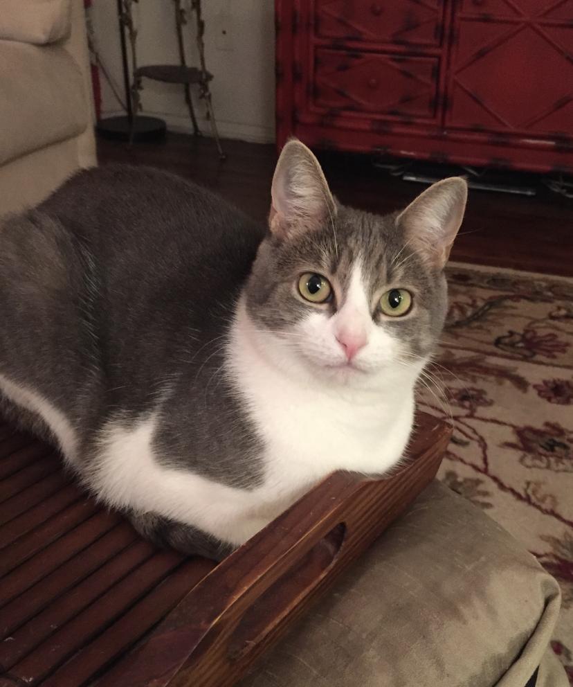 Winnie *courtesy post* , ADOPTABLE, Senior Female Domestic Short Hair.