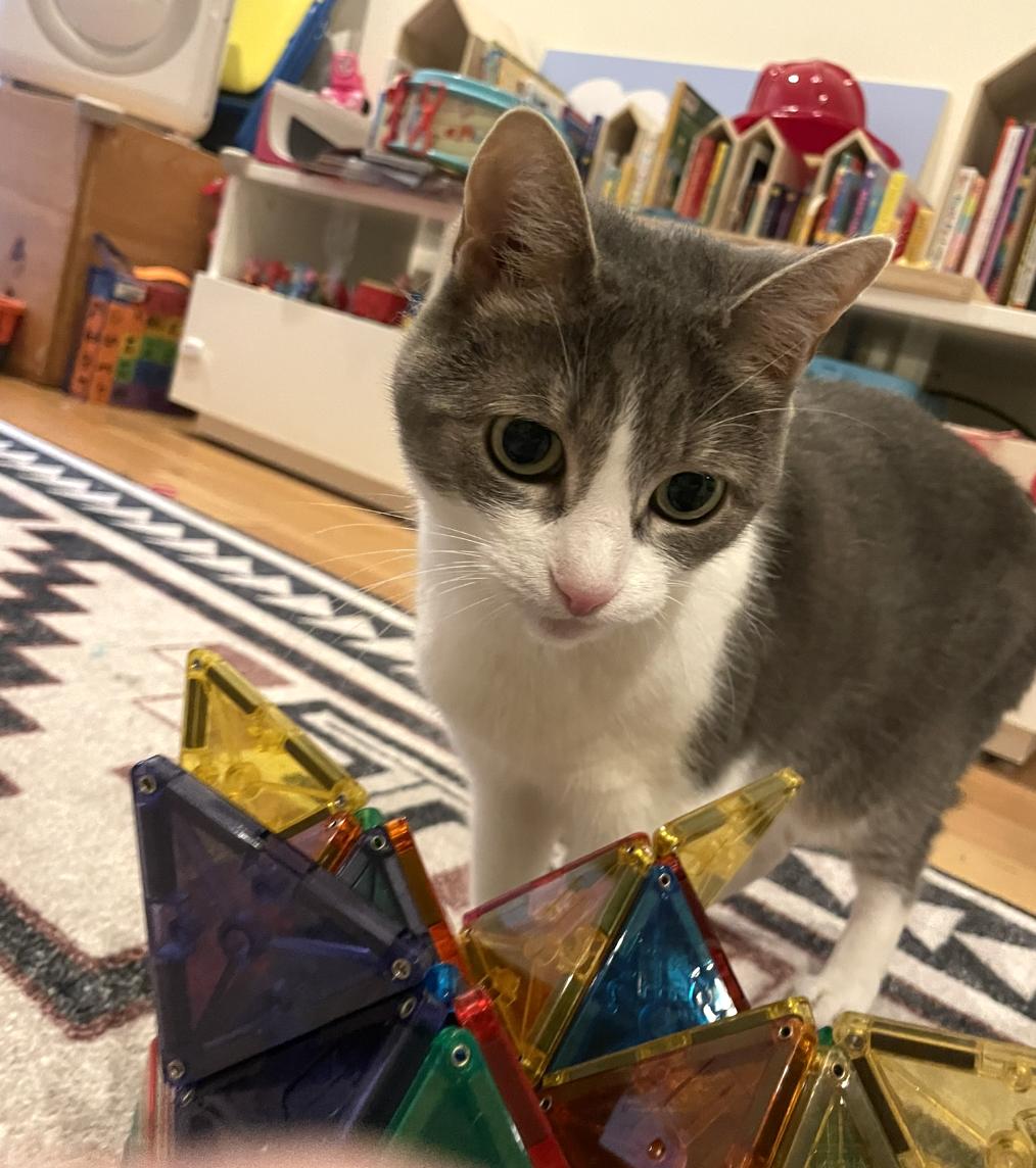 Winnie *courtesy post* , a ADOPTABLE Domestic Short Hair in New York, NY image 2/6