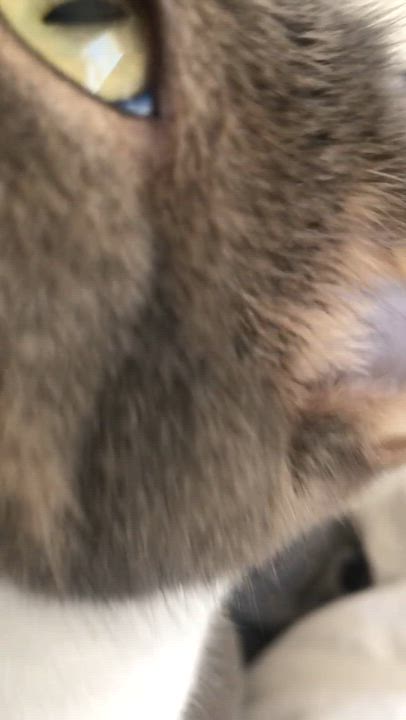 Enlarge Winnie *courtesy post* , a ADOPTABLE Domestic Short Hair in New York, NY video 6/6