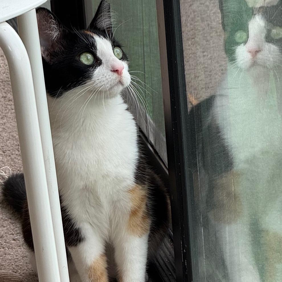 Espresso, Adoptable, Young Female Domestic Short Hair.