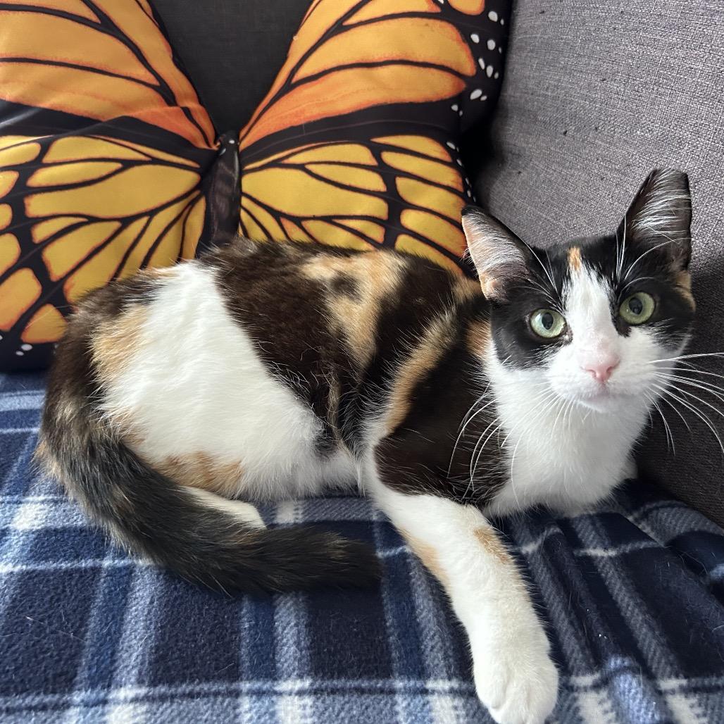 Espresso, a Adoptable Domestic Short Hair in Los Angeles, CA image 2/6