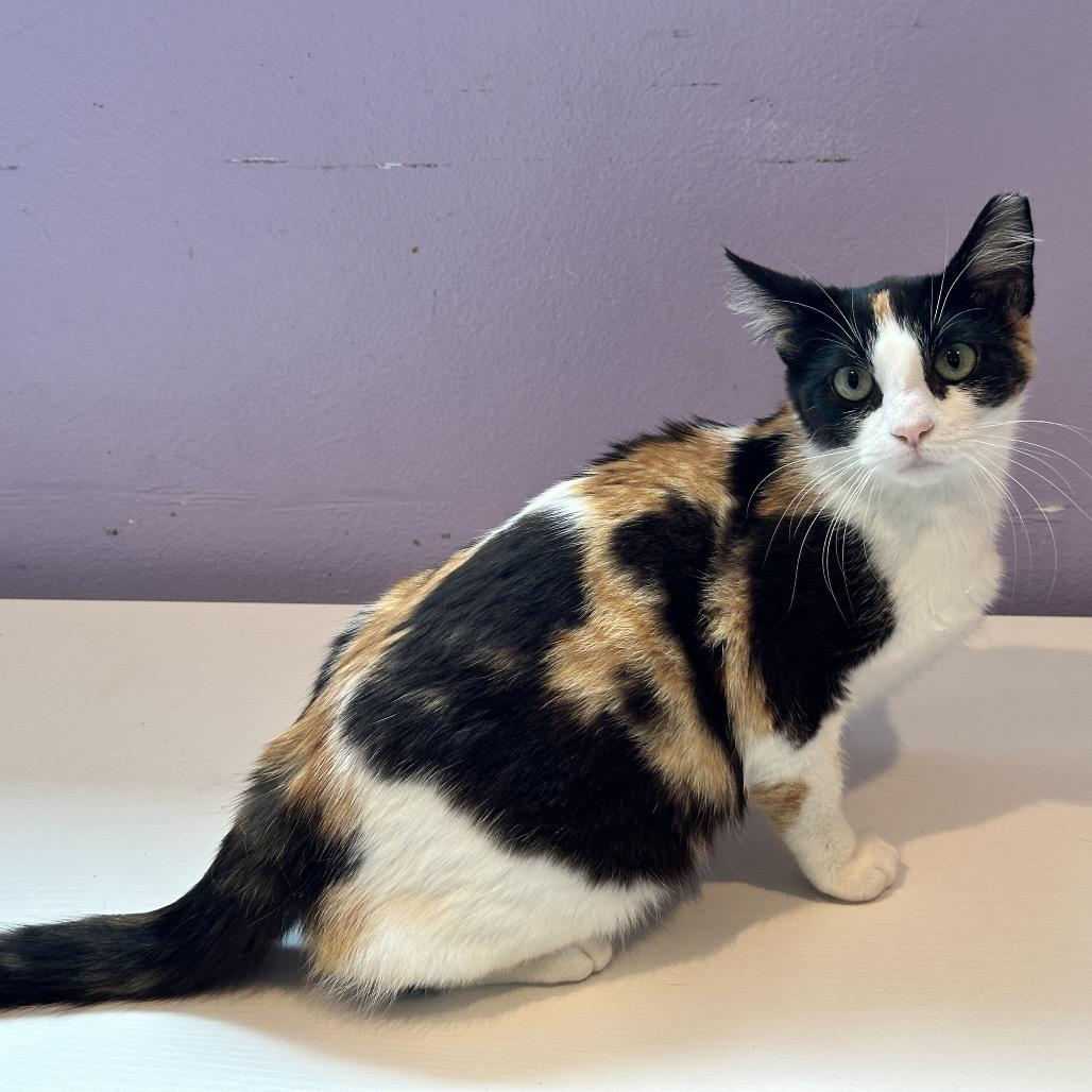 Espresso, a Adoptable Domestic Short Hair in Los Angeles, CA image 3/6