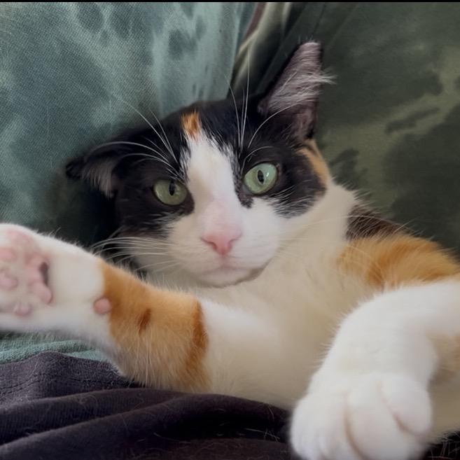 Espresso, a Adoptable Domestic Short Hair in Los Angeles, CA image 4/6