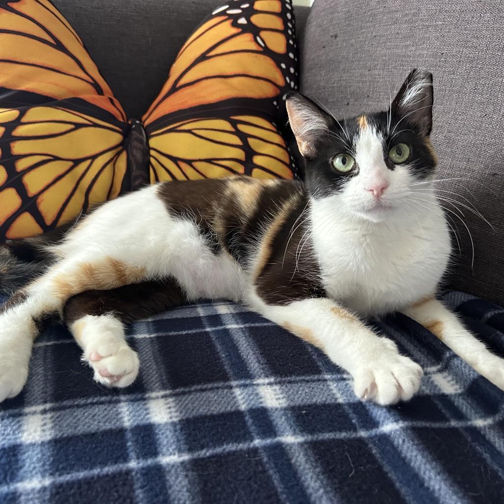 Espresso, a Adoptable Domestic Short Hair in Los Angeles, CA image 5/6