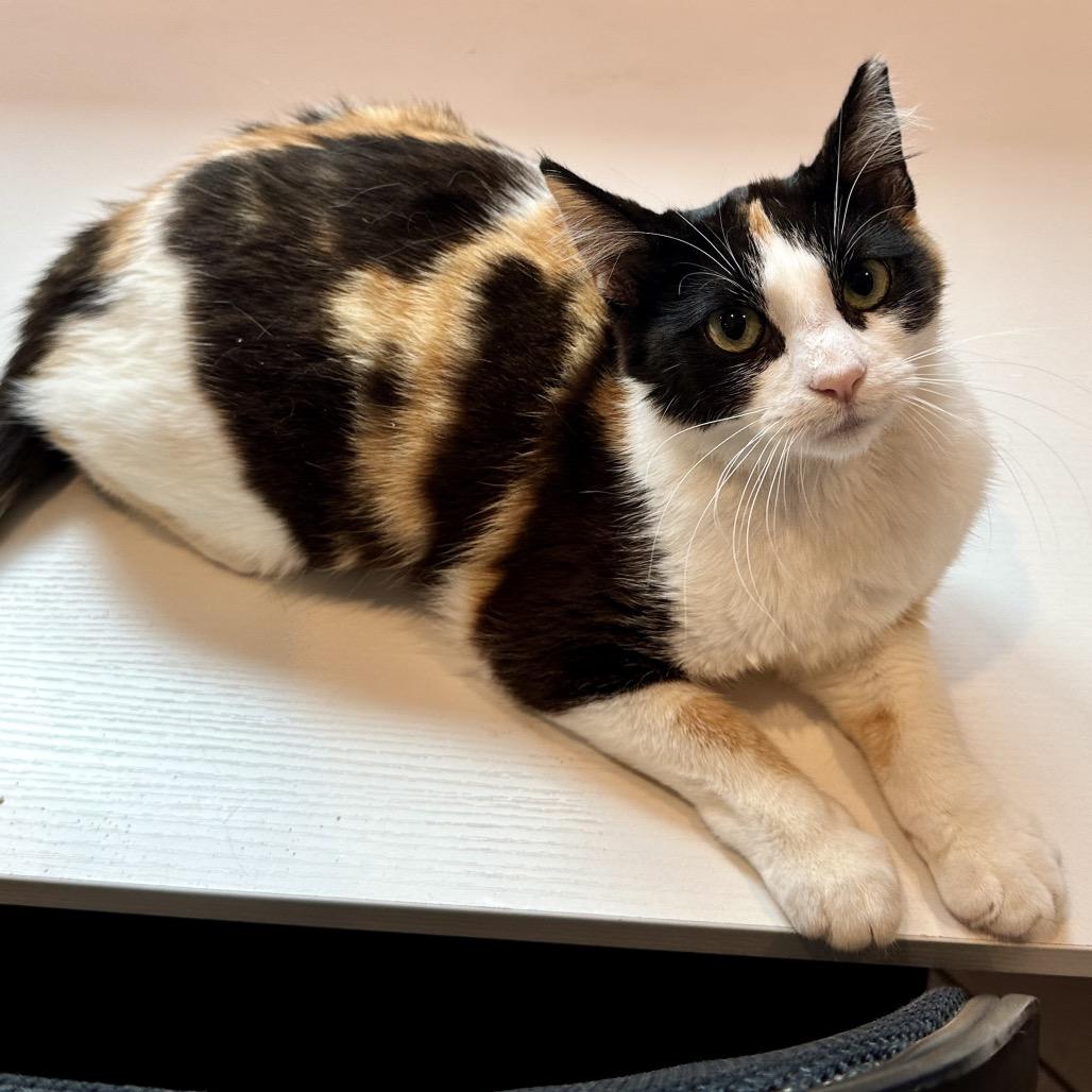 Espresso, a Adoptable Domestic Short Hair in Los Angeles, CA image 6/6