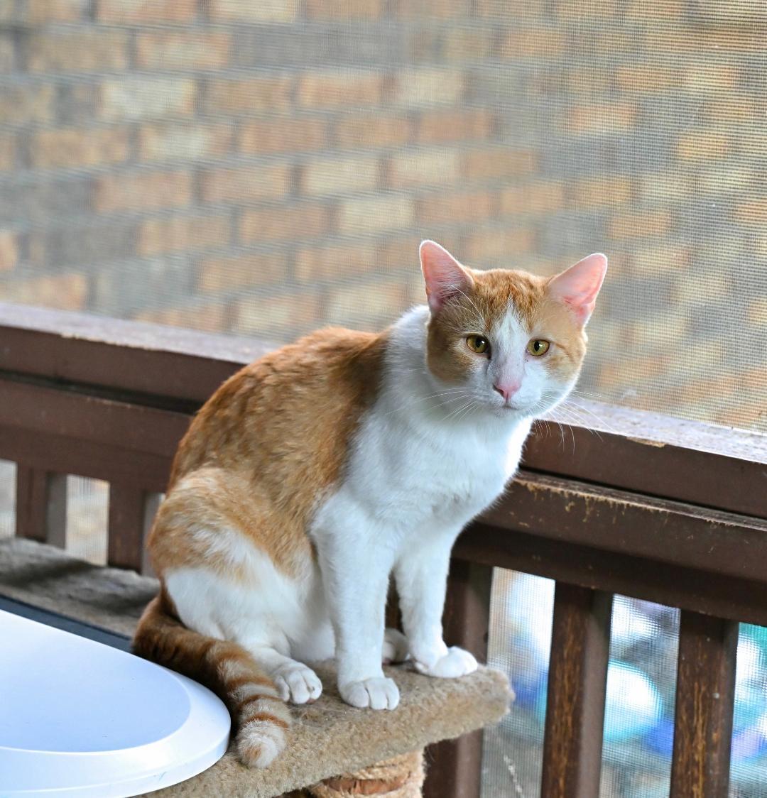 Sunkist, a ADOPTABLE mixed breed in Hot Springs, AR image 2/3