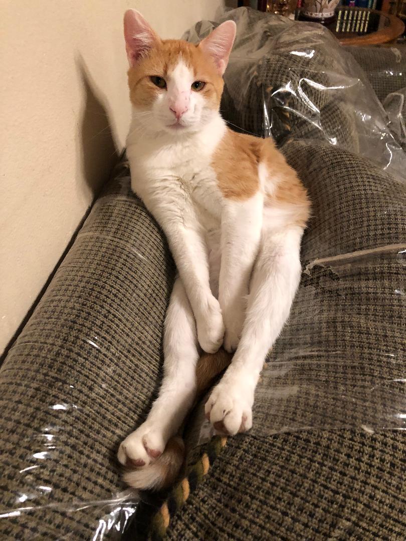 Sunkist, ADOPTABLE, Adult Male Domestic Short Hair.