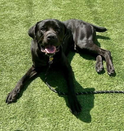 Enlarge Midas, a ADOPTABLE mixed breed in Downers Grove, IL image 1/3