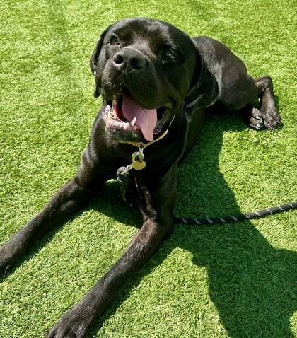 Enlarge Midas, a ADOPTABLE mixed breed in Downers Grove, IL image 2/3