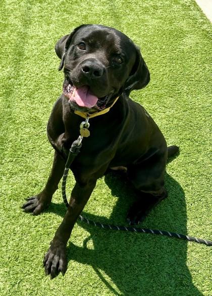 Enlarge Midas, a ADOPTABLE mixed breed in Downers Grove, IL image 3/3