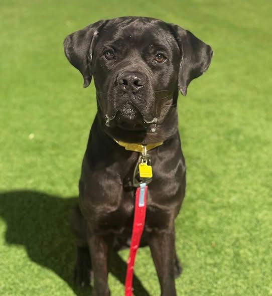 Enlarge Midas, a ADOPTABLE Cane Corso in Downers Grove, IL image 4/5