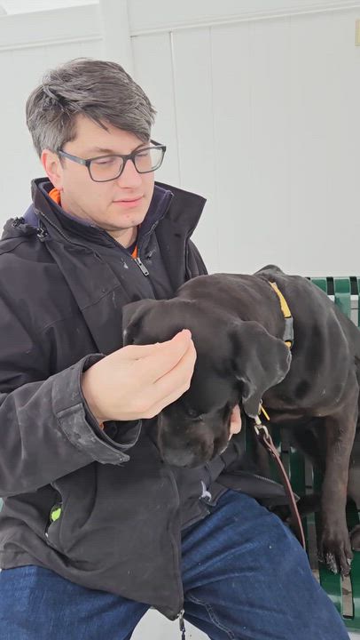 Enlarge Midas, a ADOPTABLE Cane Corso in Downers Grove, IL video 5/5