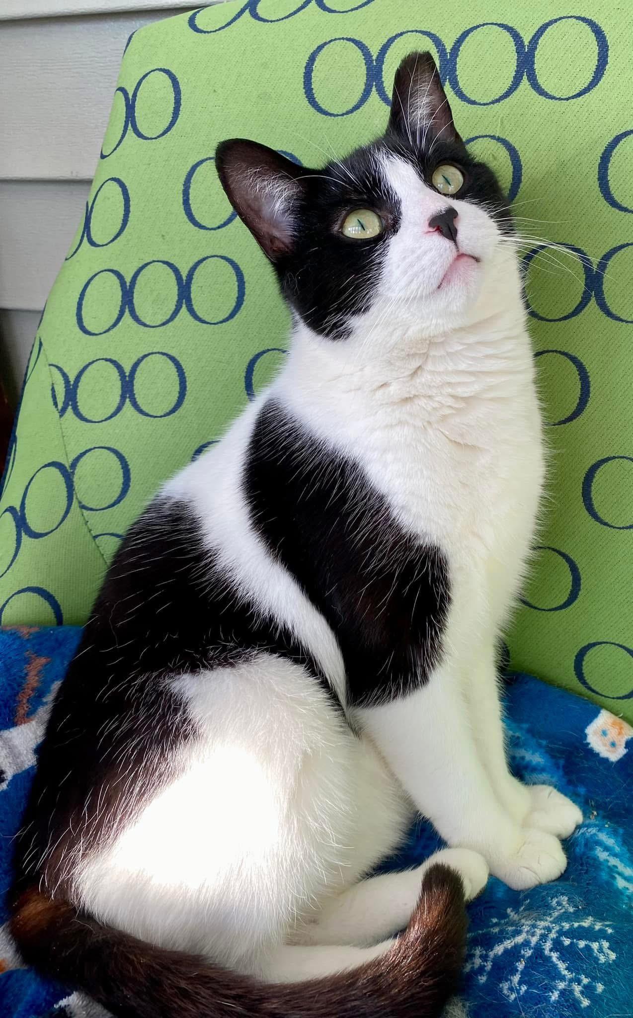 Yuta, a Adoptable Domestic Short Hair in Webster, NY image 1/2