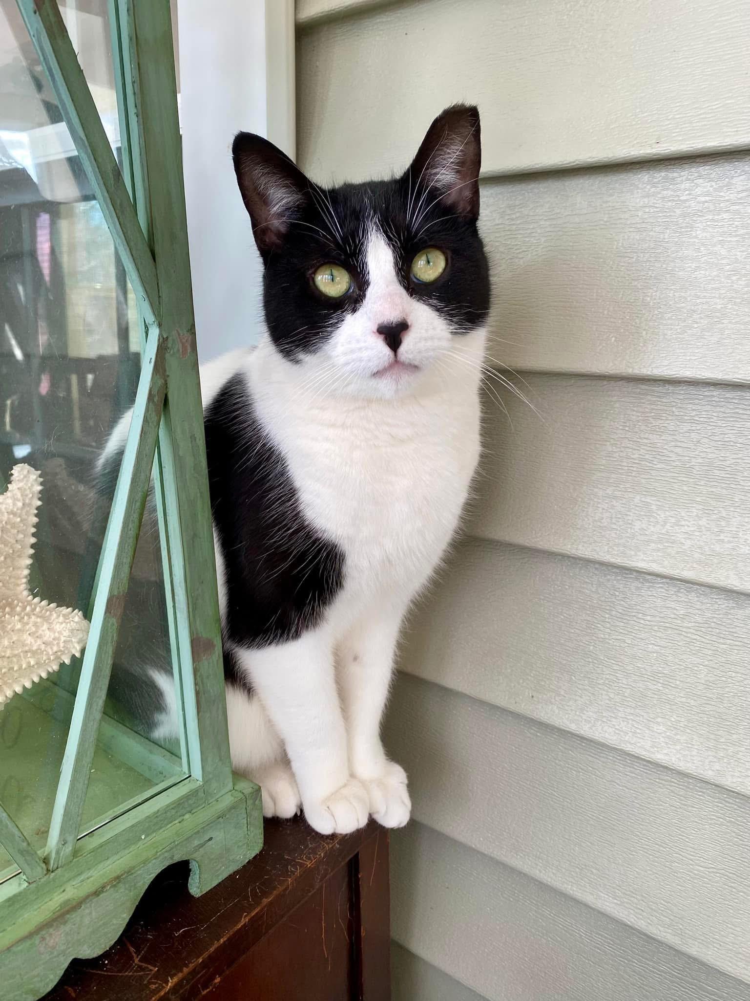 Yuta, a Adoptable Domestic Short Hair in Webster, NY image 2/2