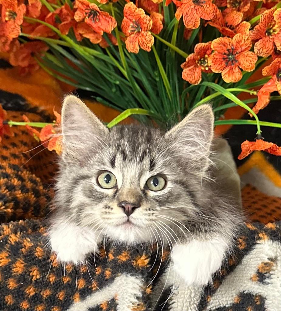3/11/26 Sam, Adopted, Kitten Male Domestic Medium Hair.