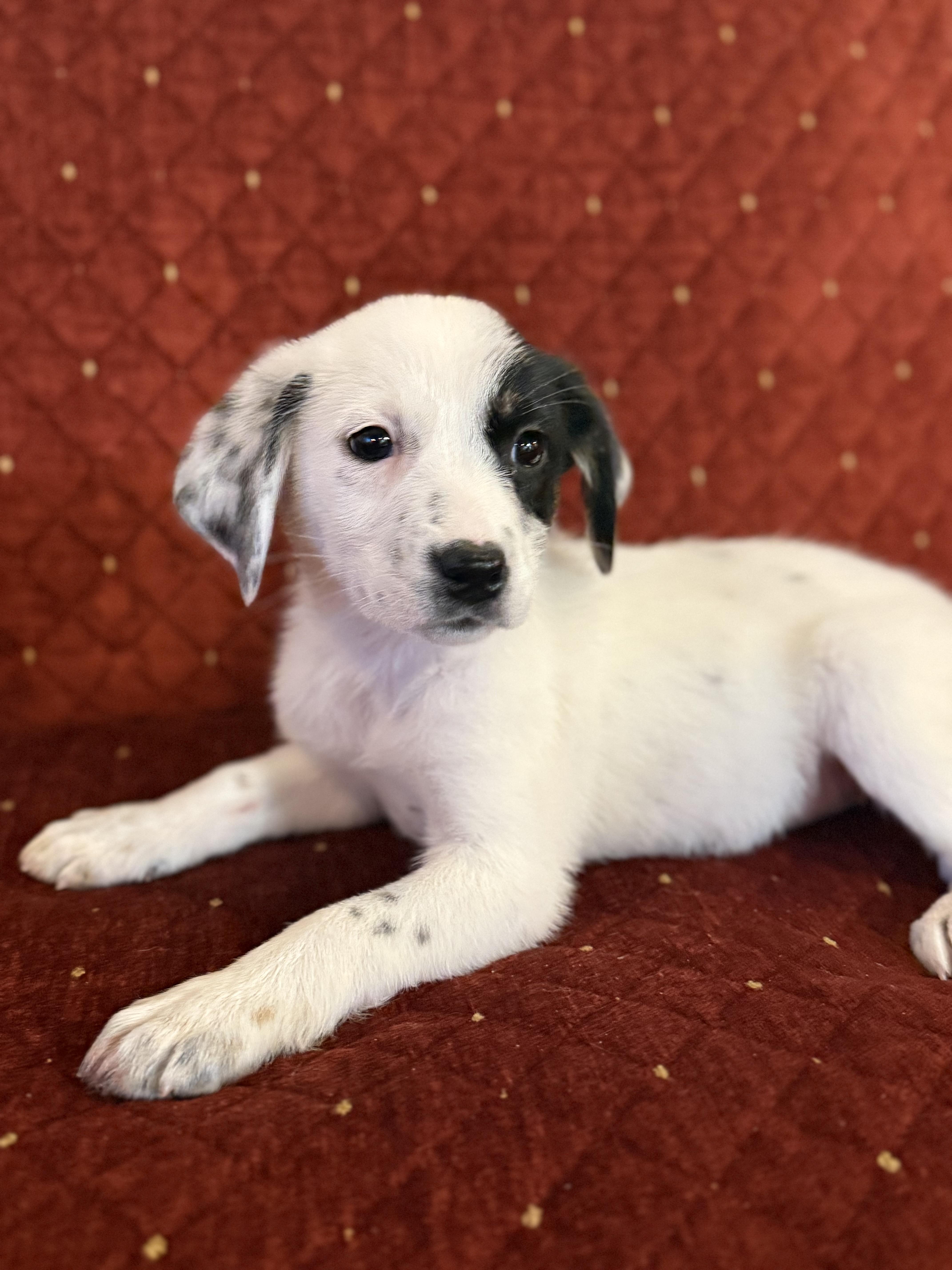 Enlarge Sunshine , a ADOPTABLE mixed breed in Hales corners, WI image 3/4