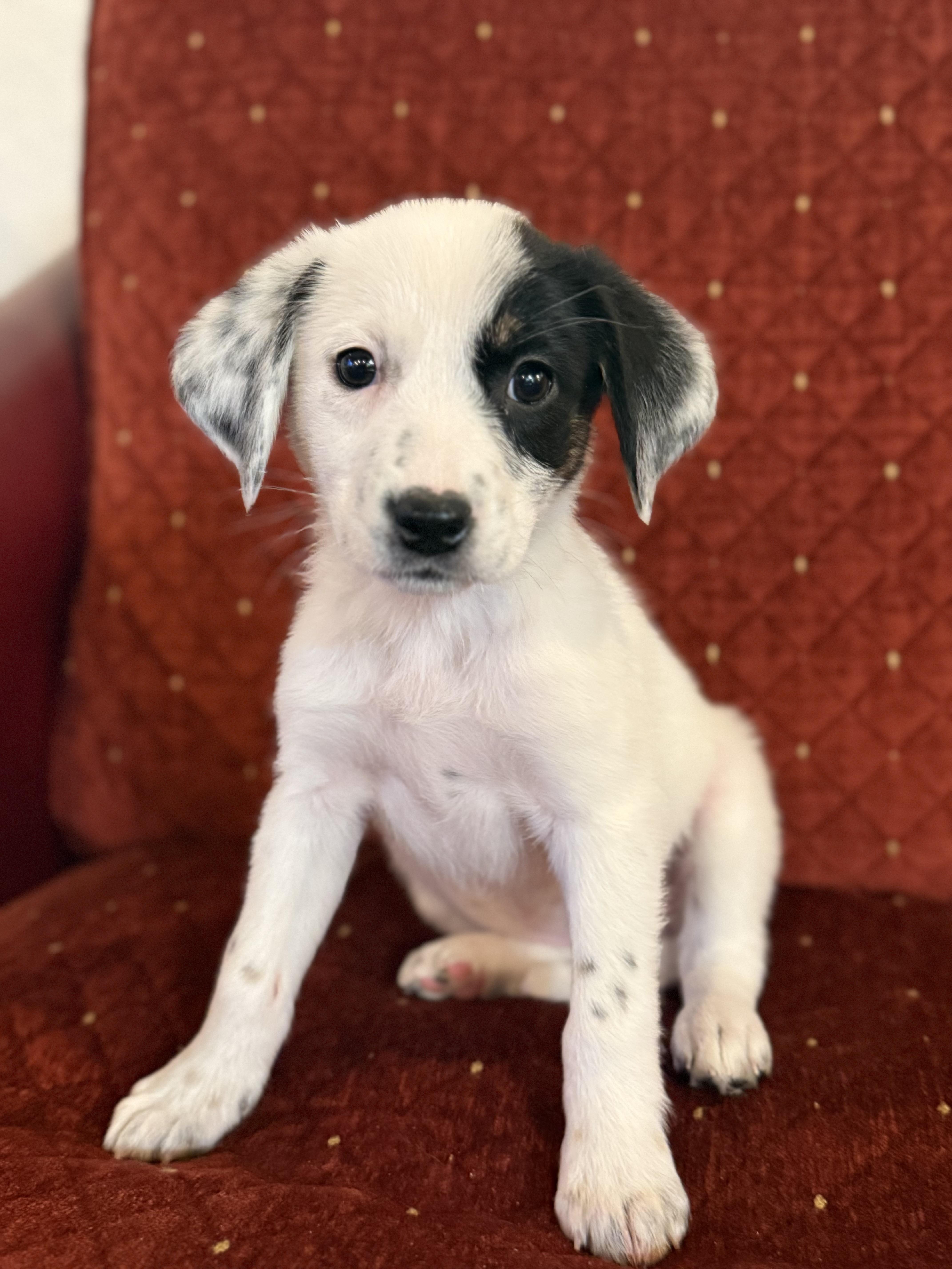 Enlarge Sunshine , a ADOPTABLE mixed breed in Hales corners, WI image 4/4