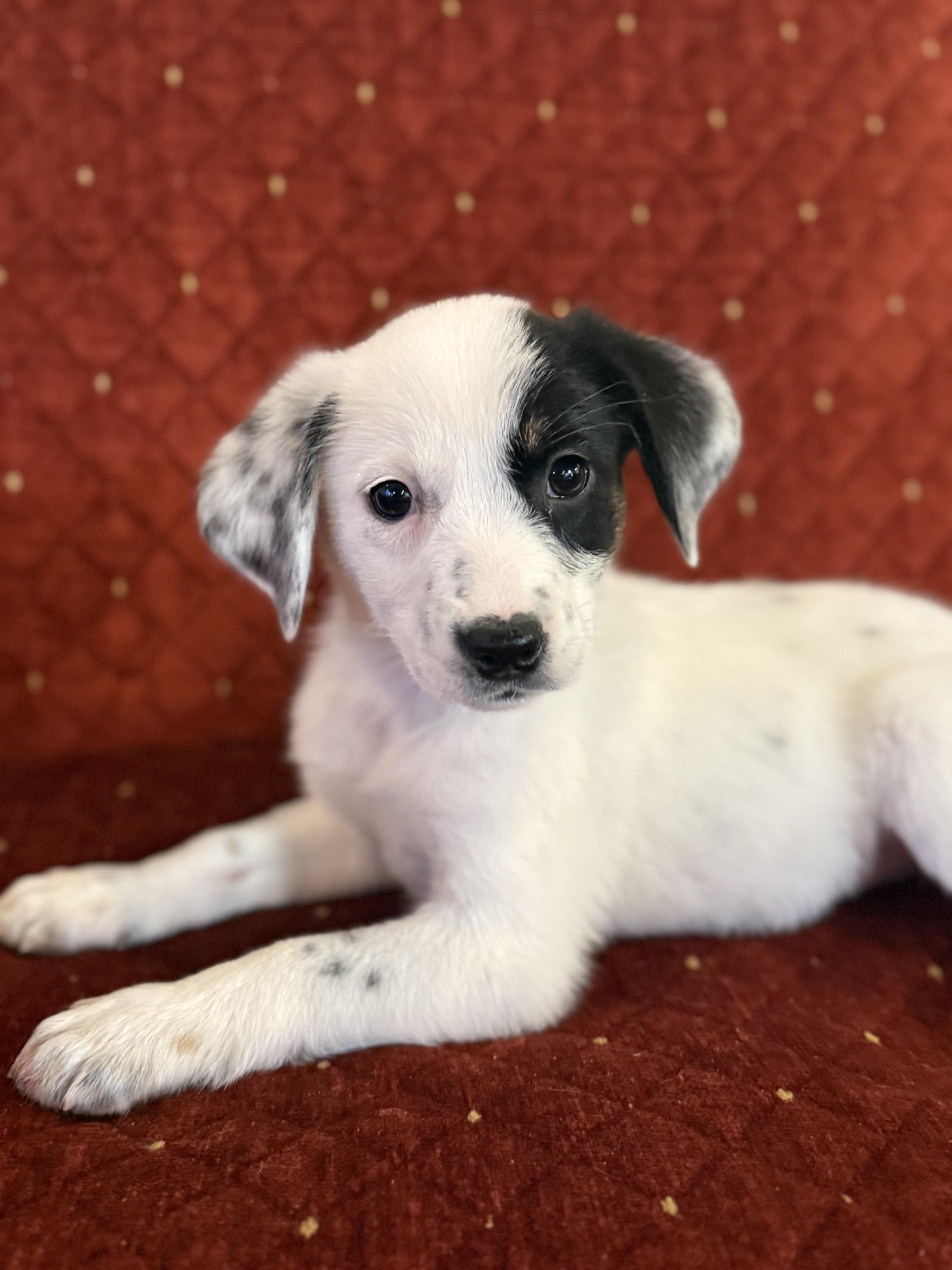 Enlarge Sunshine , a ADOPTABLE mixed breed in Hales corners, WI image 1/4