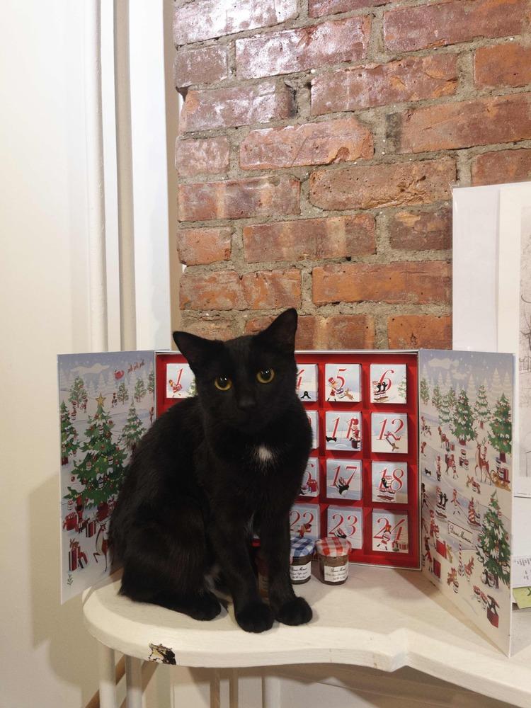 Hildy, Adoptable, Young Female Domestic Short Hair.