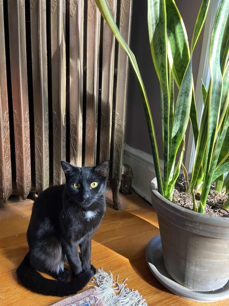 Enlarge Hildy, a Adoptable mixed breed in Albany, NY image 2/6