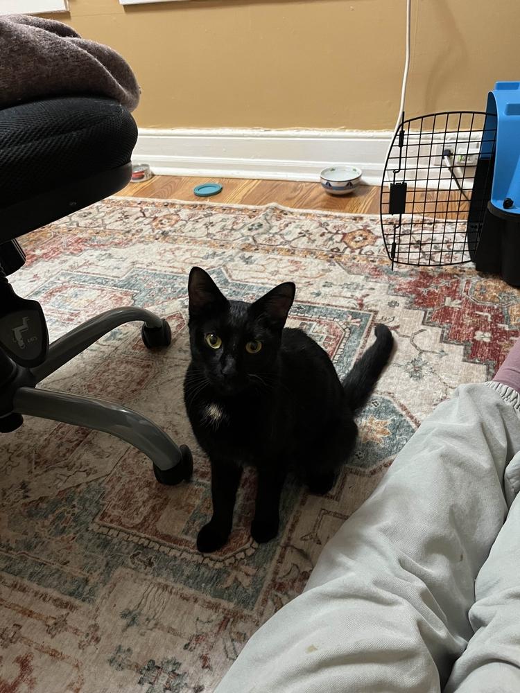 Hildy, a Adoptable mixed breed in Albany, NY image 1/4