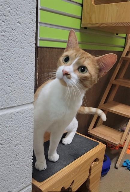 Enlarge PEE WEE, a Adoptable Domestic Short Hair in Saint Peters, MO image 1/1