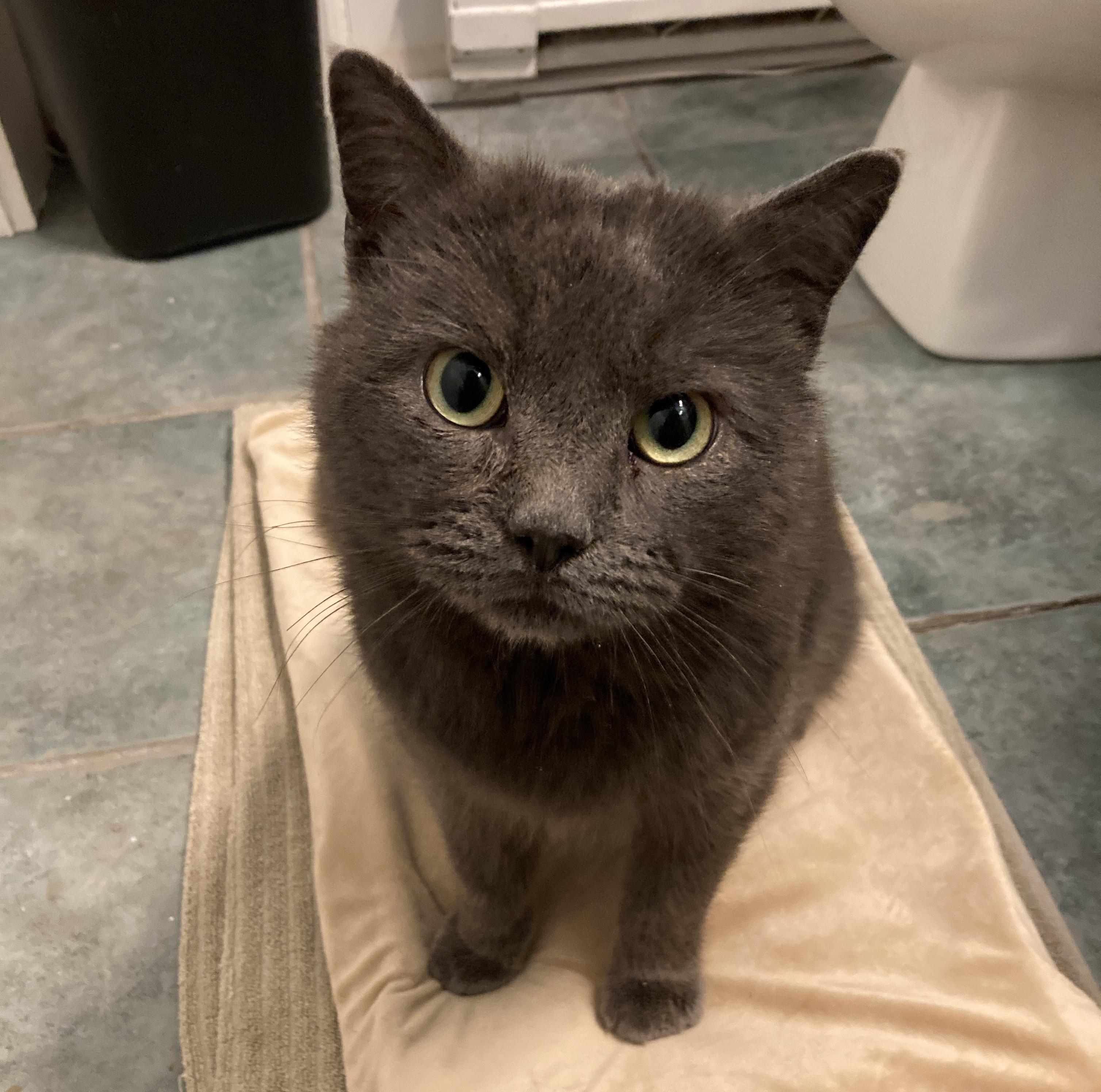 Confucius, a ADOPTABLE mixed breed in Latham, NY image 4/4