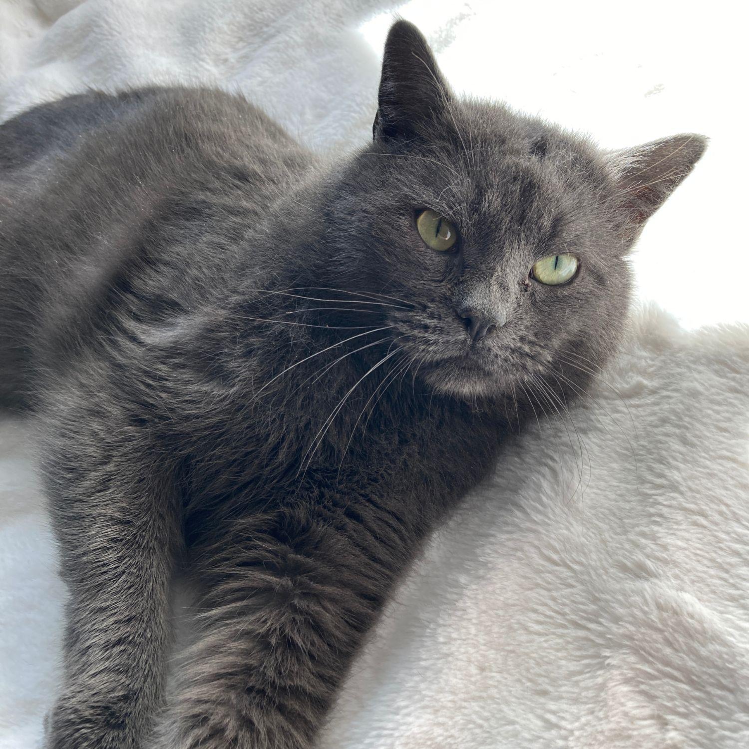 Confucius, a ADOPTABLE mixed breed in Latham, NY image 1/4