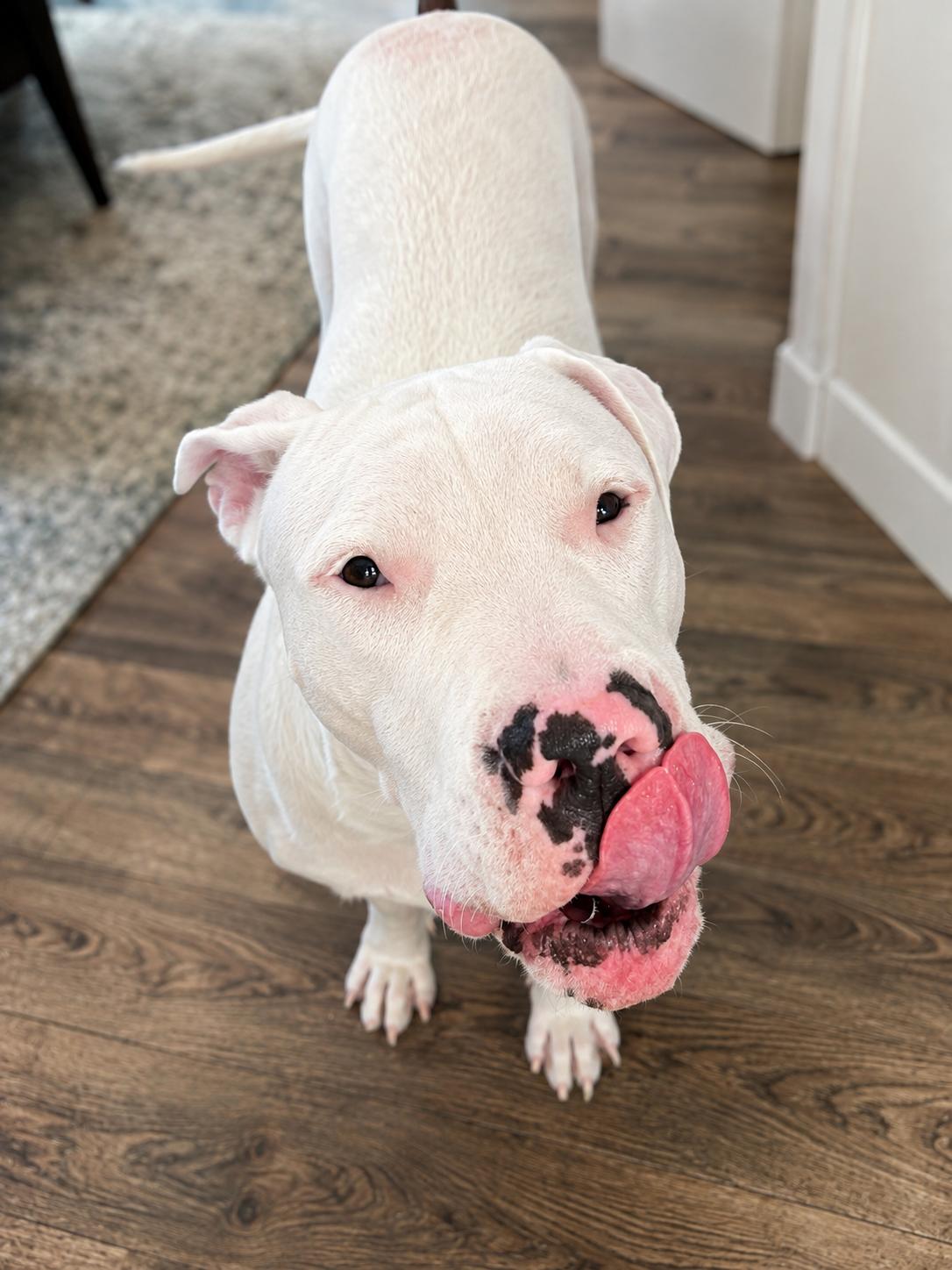 Enlarge Luc, a Adoptable Dogo Argentino in Athens, TX image 6/6