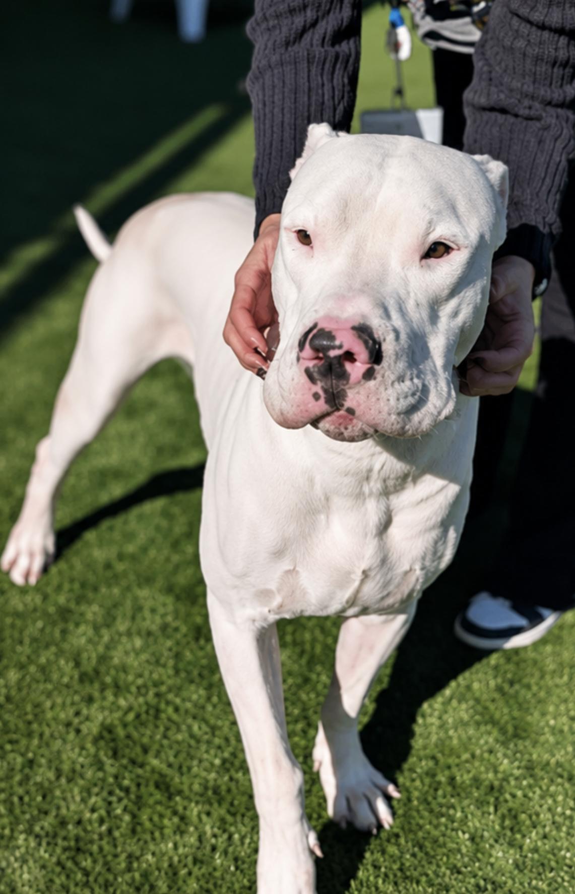 Enlarge Luc, a Adoptable Dogo Argentino in Athens, TX image 3/6