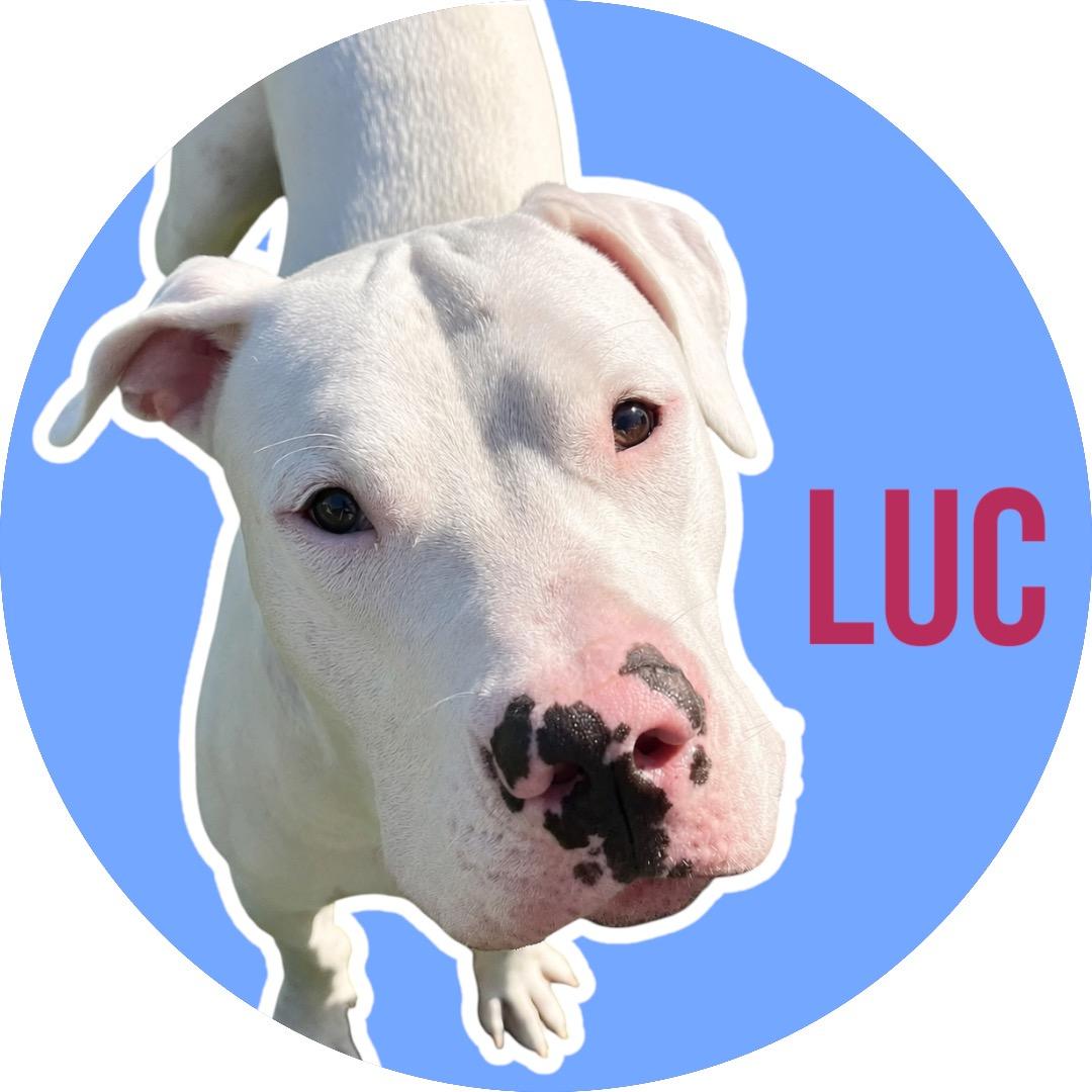 Enlarge Luc, a Adoptable Dogo Argentino in Athens, TX image 1/6