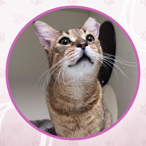 Badini, Adoptable, Young Male Domestic Short Hair.