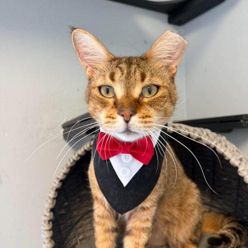 Enlarge Badini, a Adoptable Domestic Short Hair in Toms River, NJ image 2/5
