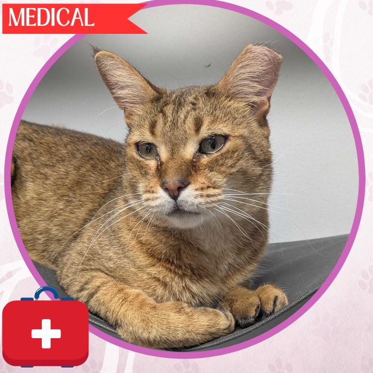Enlarge Badini, a Adoptable Domestic Short Hair in Toms River, NJ image 3/6