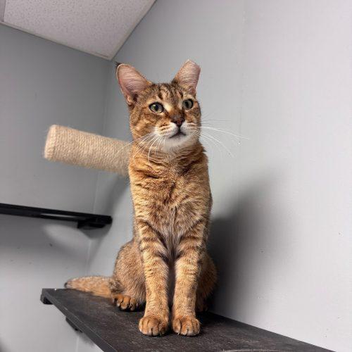 Enlarge Badini, a Adoptable Domestic Short Hair in Toms River, NJ image 3/5