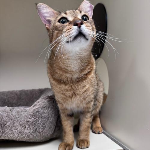 Enlarge Badini, a Adoptable Domestic Short Hair in Toms River, NJ image 4/5