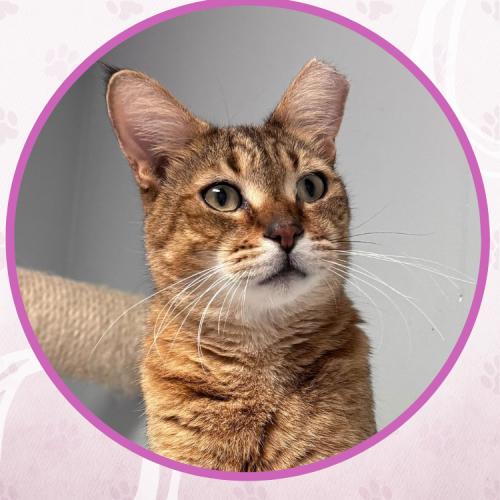 Enlarge Badini, a Adoptable Domestic Short Hair in Toms River, NJ image 5/5