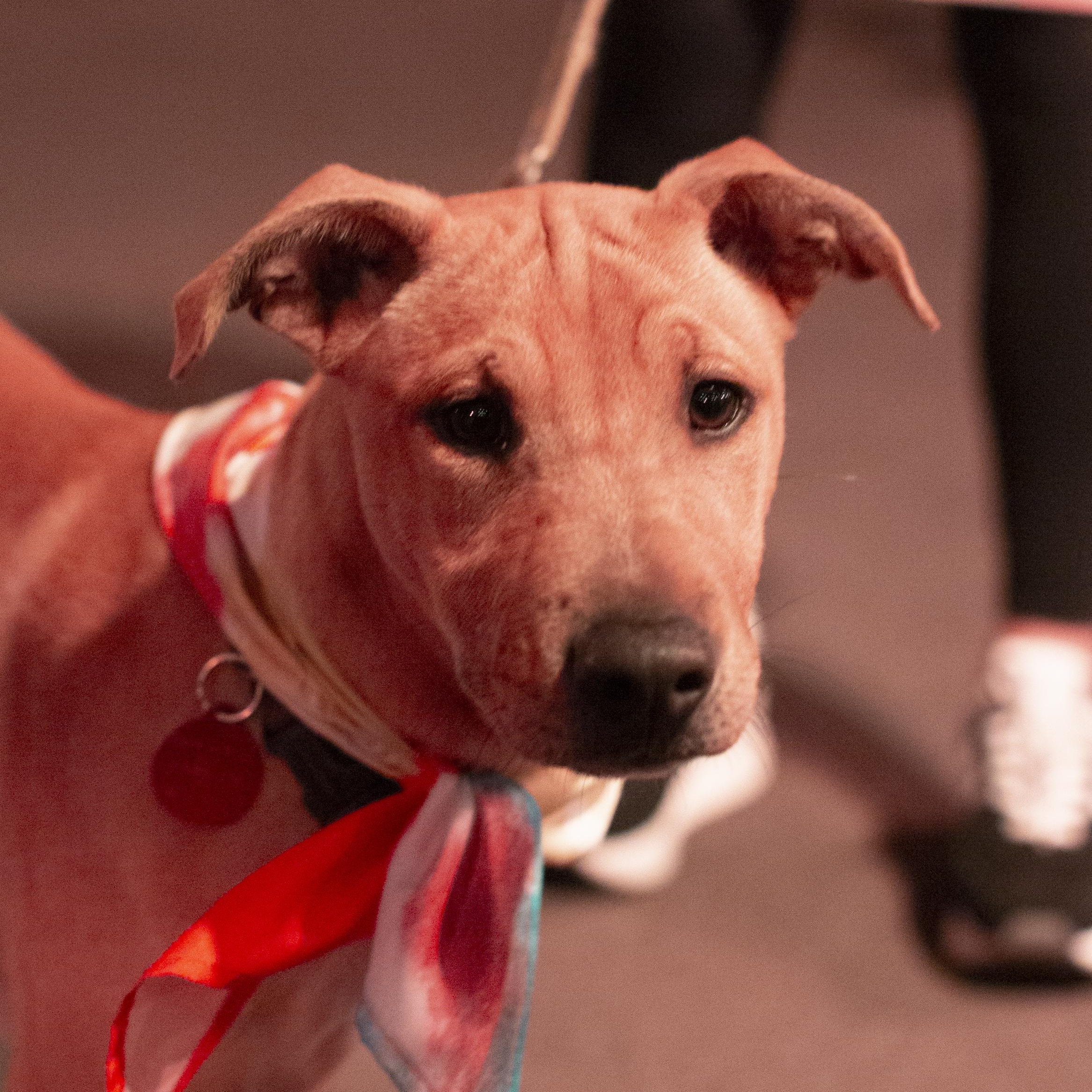 Mia, ADOPTABLE, Puppy Female Shar-Pei & Yellow Labrador Retriever.
