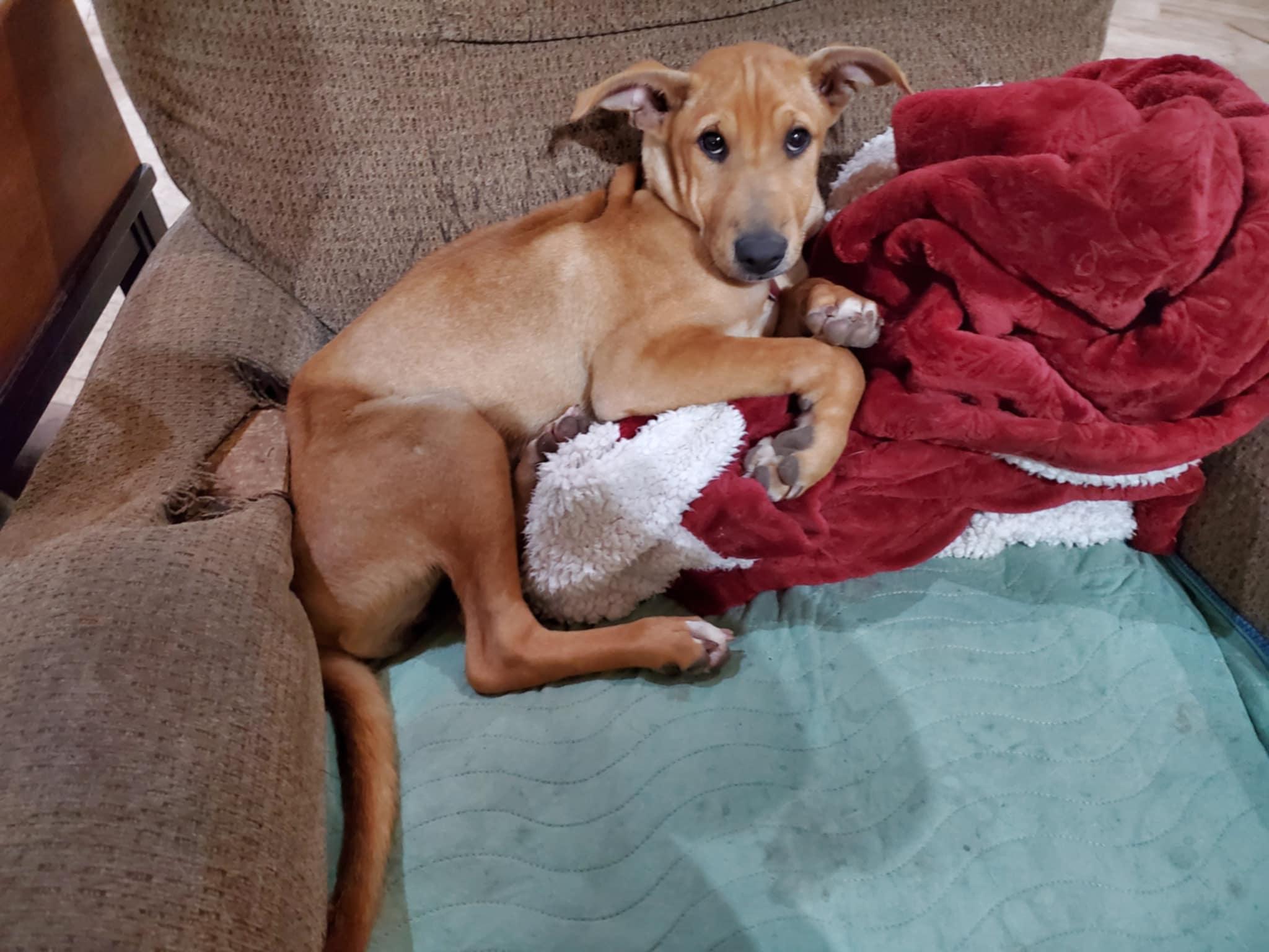 Enlarge Mia, a ADOPTABLE mixed breed in Encinitas, CA image 4/6