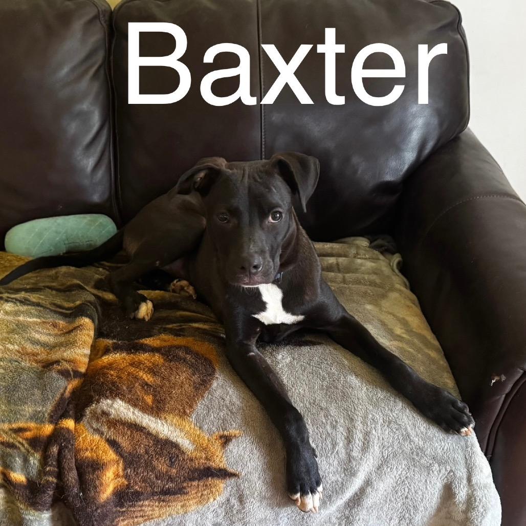 Baxter, Adoptable, Young Male Hound & Mixed Breed.