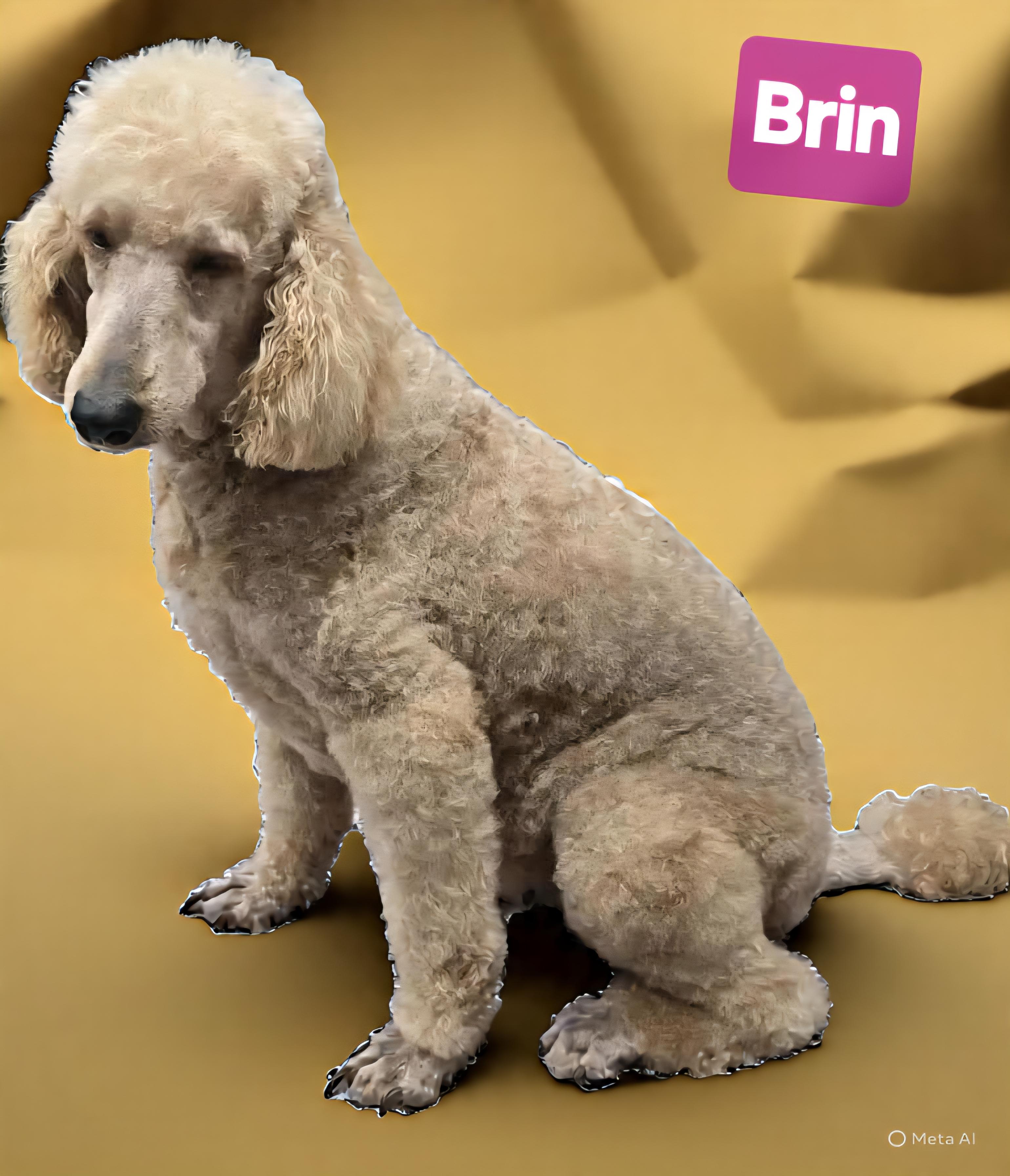 Brin
