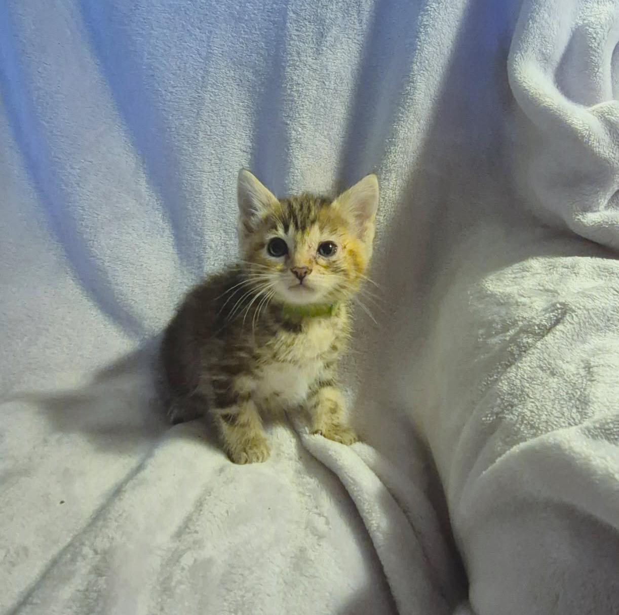 Enlarge Shiloh, a ADOPTABLE Domestic Short Hair in Okmulgee, OK image 3/4