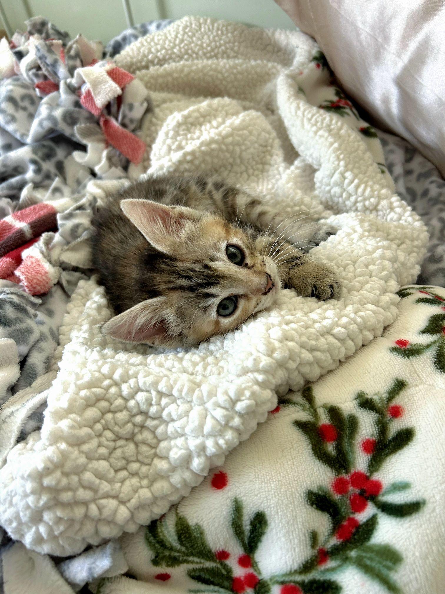 Enlarge Shiloh, a ADOPTABLE Domestic Short Hair in Okmulgee, OK image 1/4