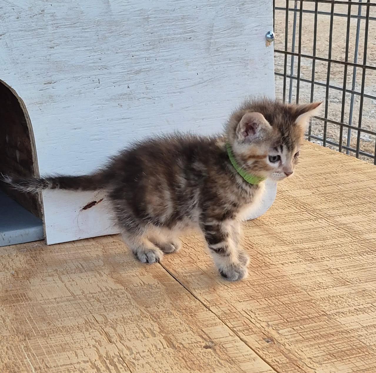 Enlarge Shiloh, a ADOPTABLE Domestic Short Hair in Okmulgee, OK image 2/4