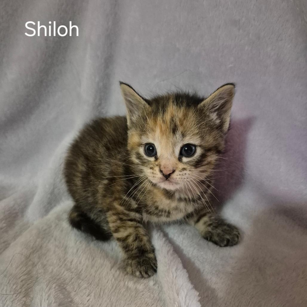 Enlarge Shiloh, a ADOPTABLE Domestic Short Hair in Okmulgee, OK image 1/1