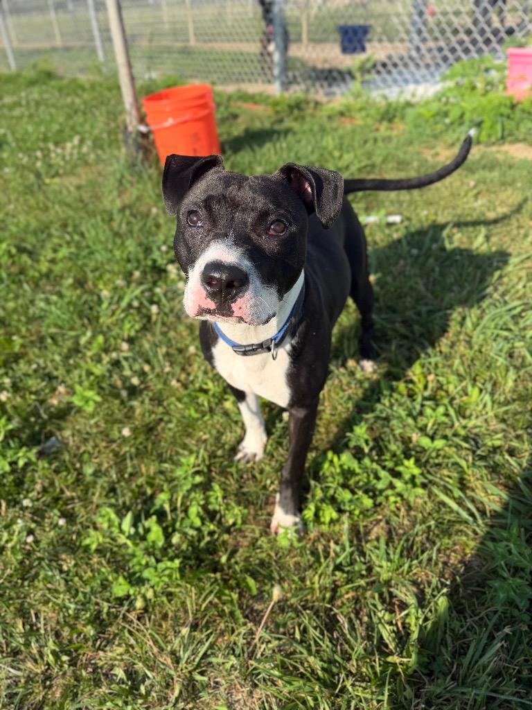 Roger, Adoptable, Young Male American Staffordshire Terrier.