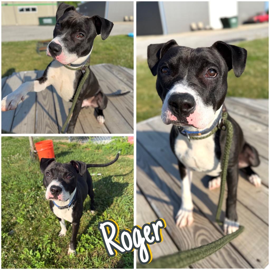Enlarge Roger, a Adoptable American Staffordshire Terrier in Pierceton, IN image 2/5