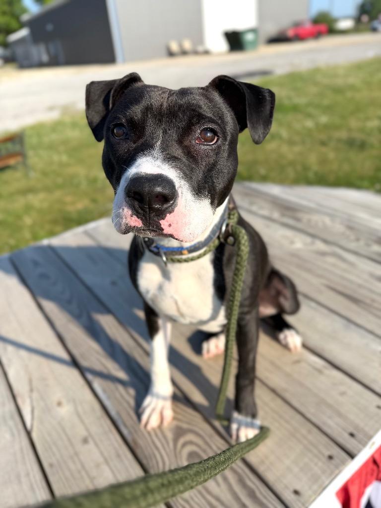 Enlarge Roger, a Adoptable American Staffordshire Terrier in Pierceton, IN image 3/5